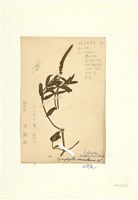 藏品(水虎尾)的圖片